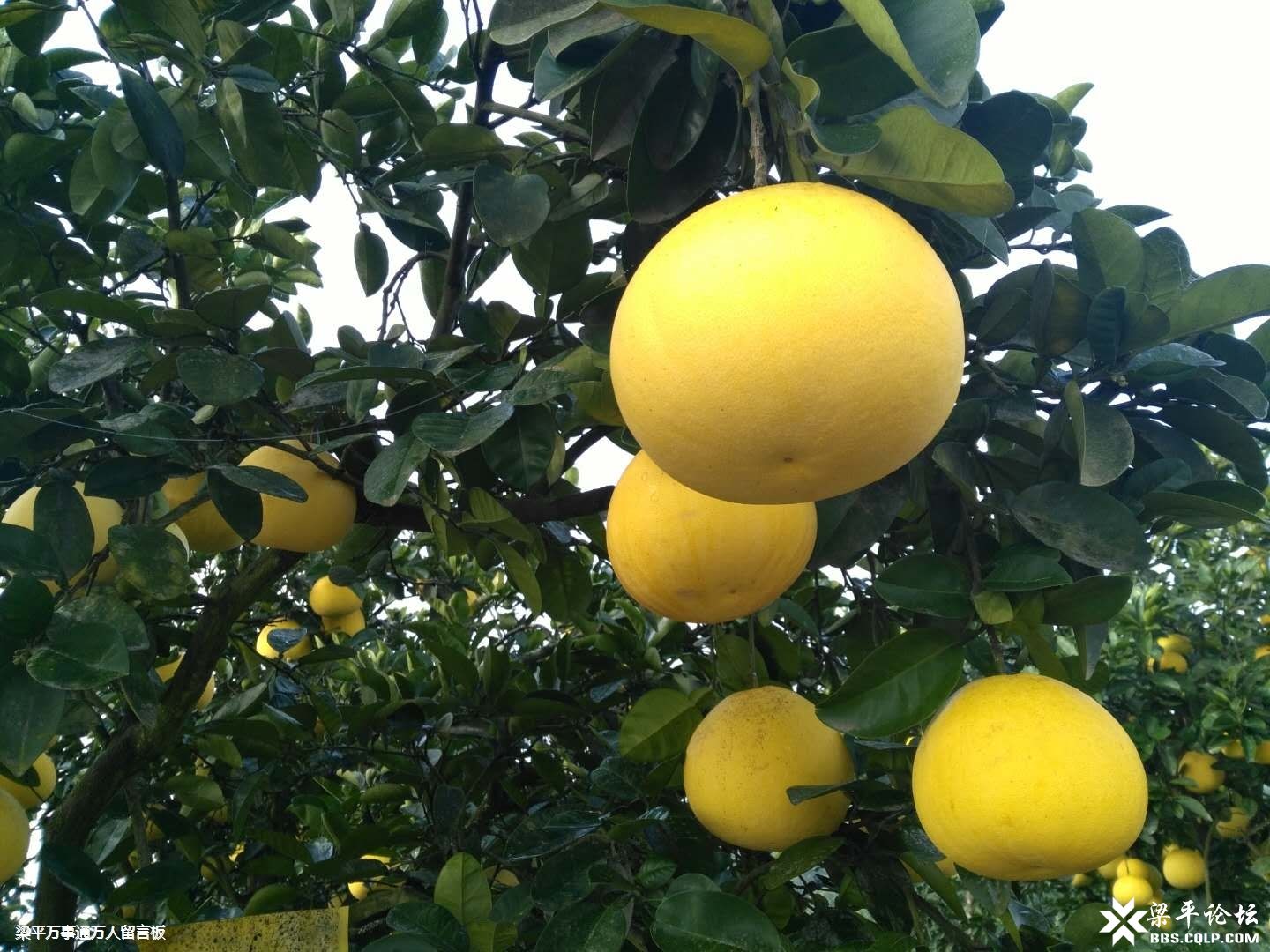 开云电竞app下载安装